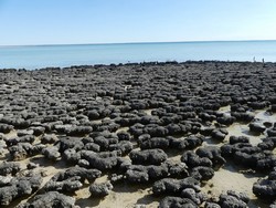 6027 Hamelin Pool