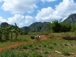 310 Ausritt Vinales