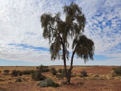 6322 Waddi Tree