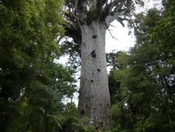 3001 Waipoua Forest