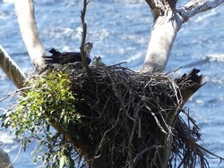 6033 Eagle Nest