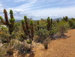 6037 Fitzgerald River NP