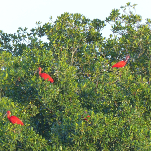 196-Scarlet-Ibis