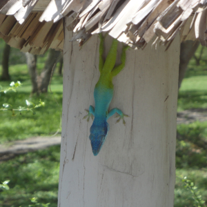 340-Velotour-Cienfuegos