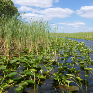 43-The-Everglades