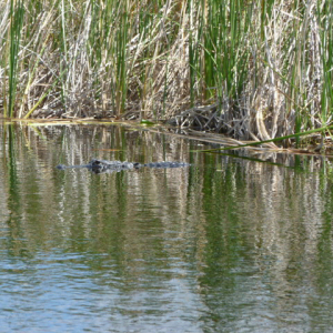 46-The-Everglades