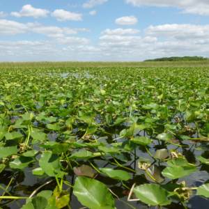 47-The-Everglades