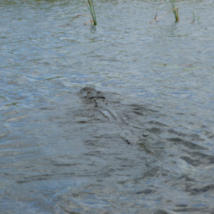 48-The-Everglades