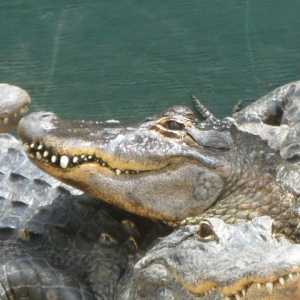 56-Aligator