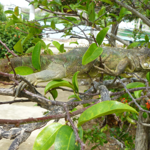 11-Leguan