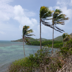 24-Palmen-im-Wind