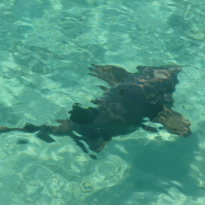 58-Nursshark-unter-dem-Schiff