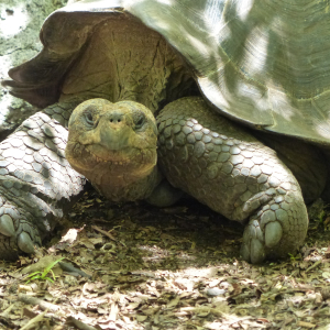 47-Landschildkröte
