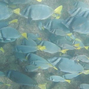 6-Fische