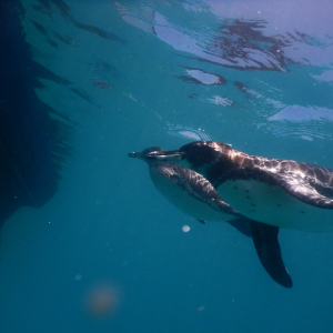 93-Pinguine