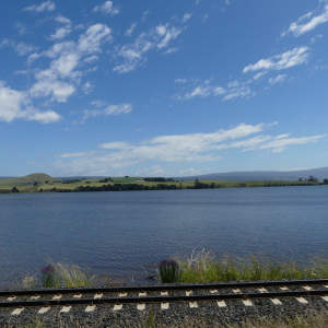 1121-Dunedin
