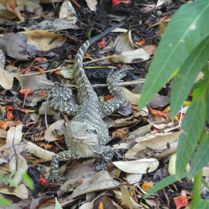 163-Zoo-Brisbane