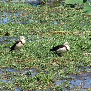 1404-Ubirr-bis-Darwin-NP