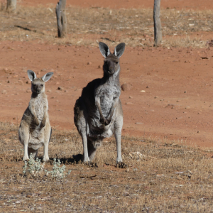 546-Gawler-Ranges