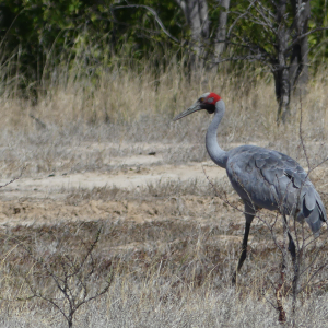 438-Burketown