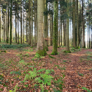 134-Waldboden